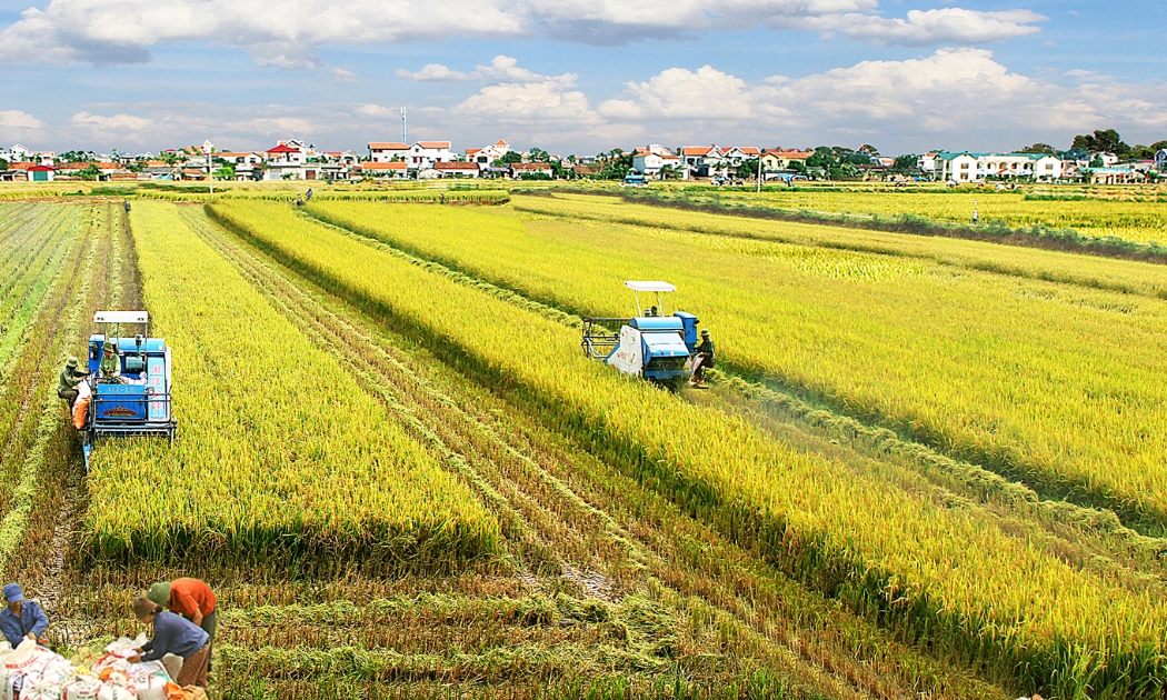 Gạo là một trong những sản phẩm nông nghiệp có nguy cơ giảm sản lưởng do ảnh hưởng của El Nino - Ảnh minh họa