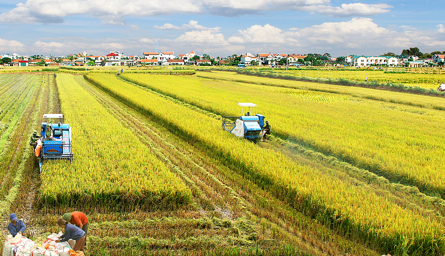 Gạo là một trong những sản phẩm nông nghiệp có nguy cơ giảm sản lưởng do ảnh hưởng của El Nino - Ảnh minh họa