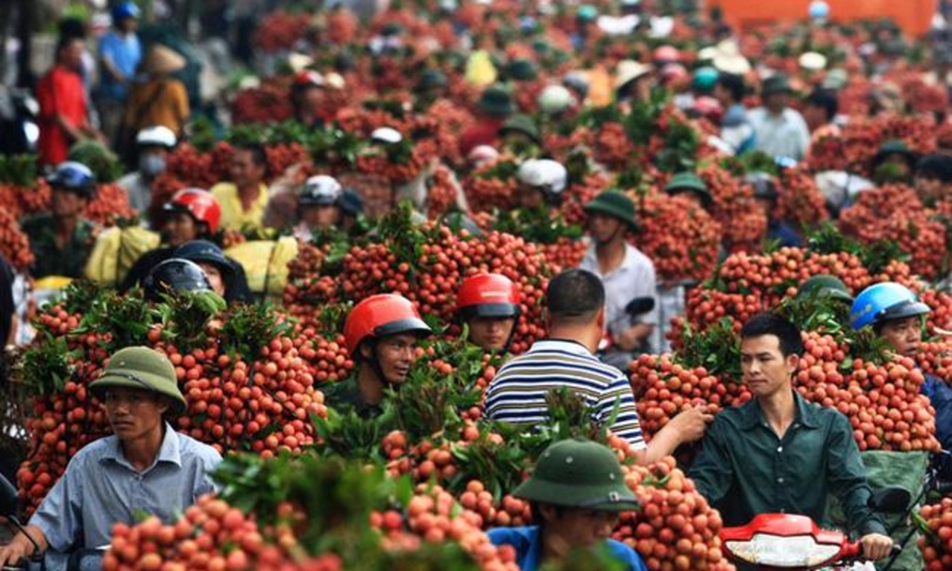 Bắc Giang có vụ vải thành công nhất từ trước tới nay