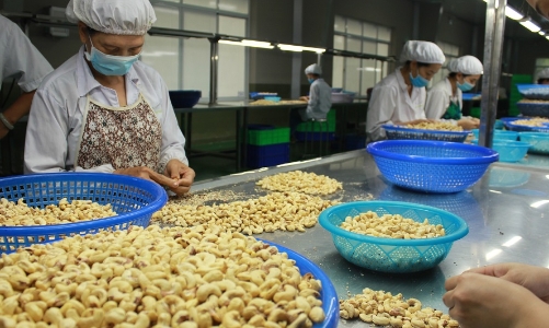 Nguy cơ tái diễn tình trạng lừa đảo xuất khẩu điều nhân, Hiệp hội Điều lên tiếng cảnh báo