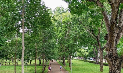 TP.HCM đã tăng được gần 22 ha công viên công cộng và gần 10 ha mảng xanh