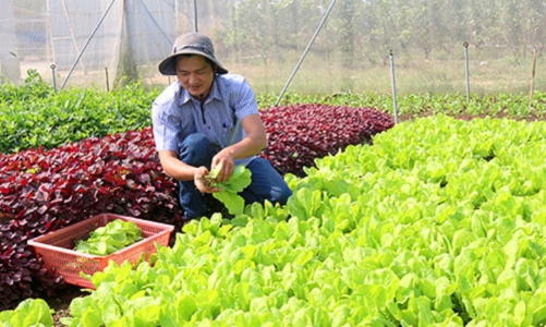Người tiêu dùng vẫn thiếu niềm tin với rau an toàn