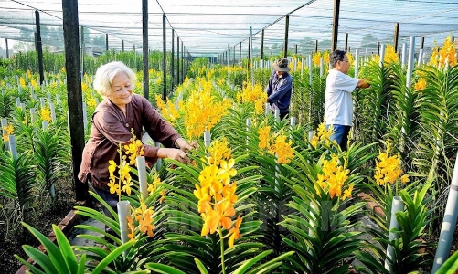 Thí điểm mô hình xã nông thôn mới ở Củ Chi và Cần Giờ