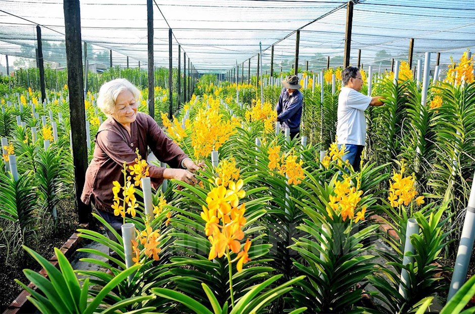 Huyện Củ Chi nổi tiếng với các vườn hoa lan, cung cấp cho thị trường thành phố và các địa phương lân cận.