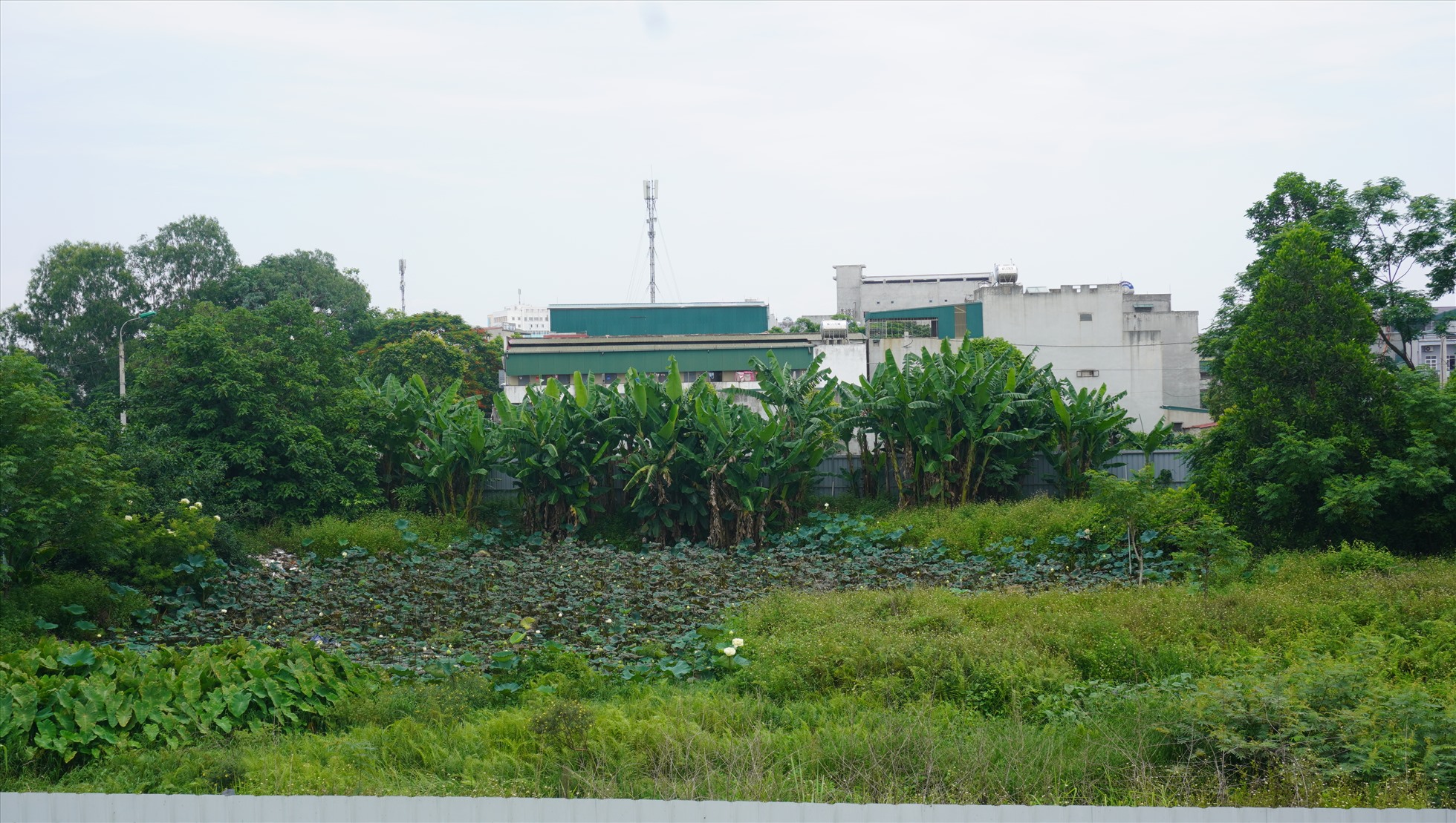 B&ecirc;n trong khu&ocirc;n vi&ecirc;n dự &aacute;n Khu nh&agrave; ở x&atilde; hội AMC I&nbsp; cỏ dại mọc um t&ugrave;m.