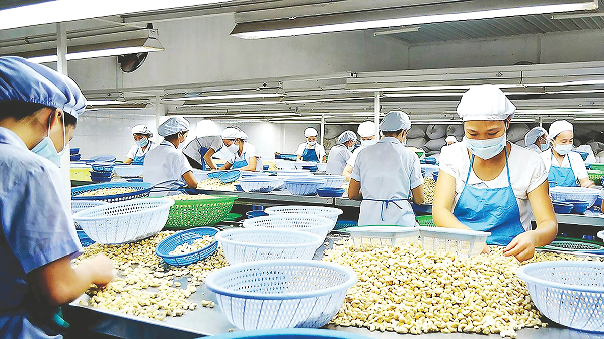 Chế biến điều gặp khó do mất cân đối nguyên liệu.