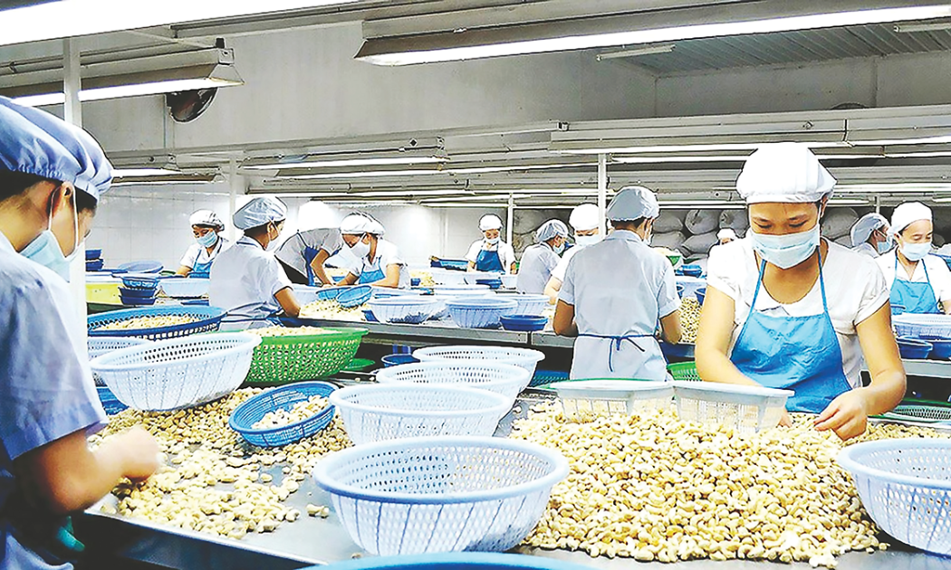 Chế biến điều gặp khó do mất cân đối nguyên liệu.