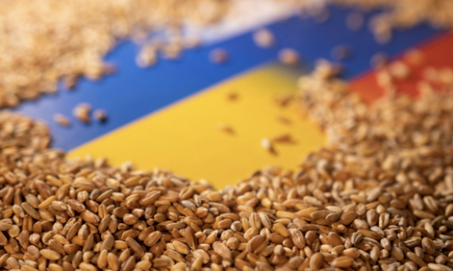 Nga dừng thoả thuận ngũ cốc, nông dân Ukraine điêu đứng