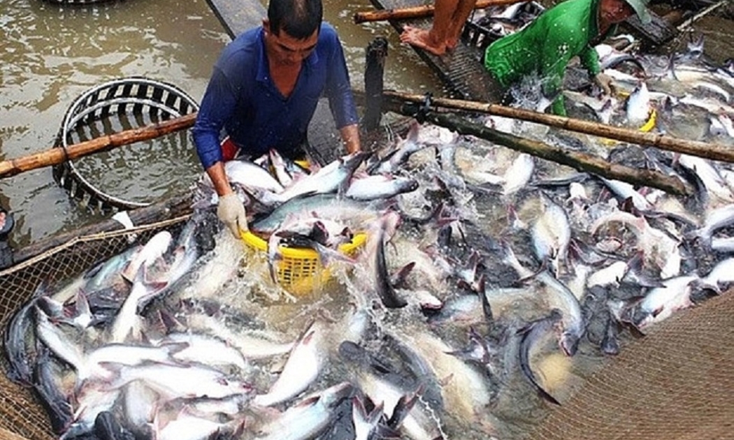 Giá thức ăn cá tra đang giảm sẽ tạo điều kiện, giúp nông dân đẩy mạnh thả nuôi vào các tháng cuối năm.