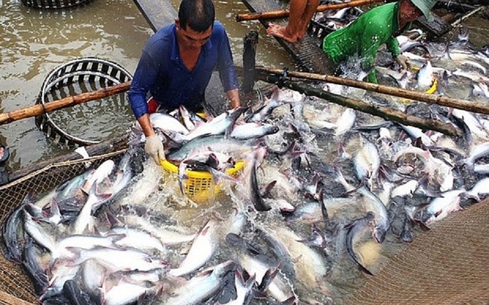 Giá thức ăn cá tra đang giảm sẽ tạo điều kiện, giúp nông dân đẩy mạnh thả nuôi vào các tháng cuối năm.