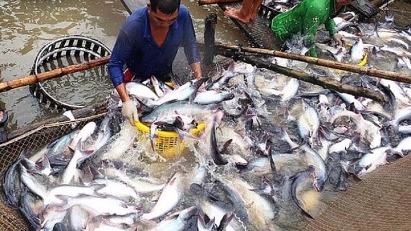Tra fish exports expected to recover over remainder of the year