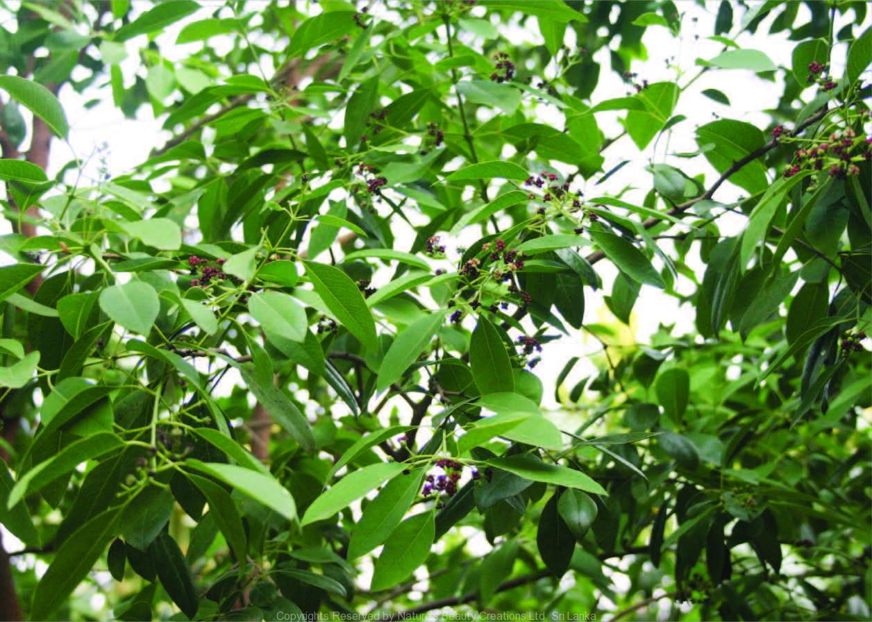 Ảnh minh họa.