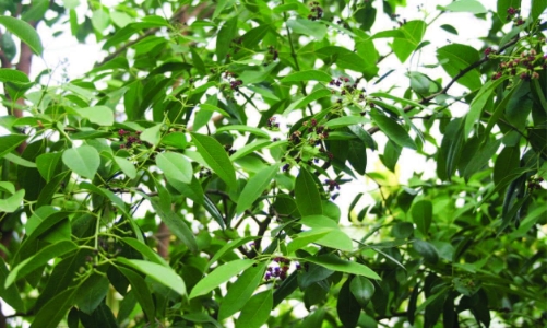 Mở hướng phát triển kinh tế rừng từ “vương mộc” đàn hương