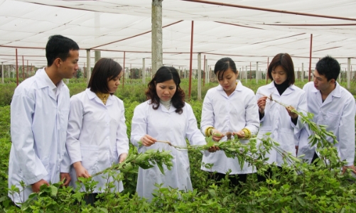 Ngành dược liệu Việt Nam vẫn còn những điểm yếu, chưa xây dựng được thị trường