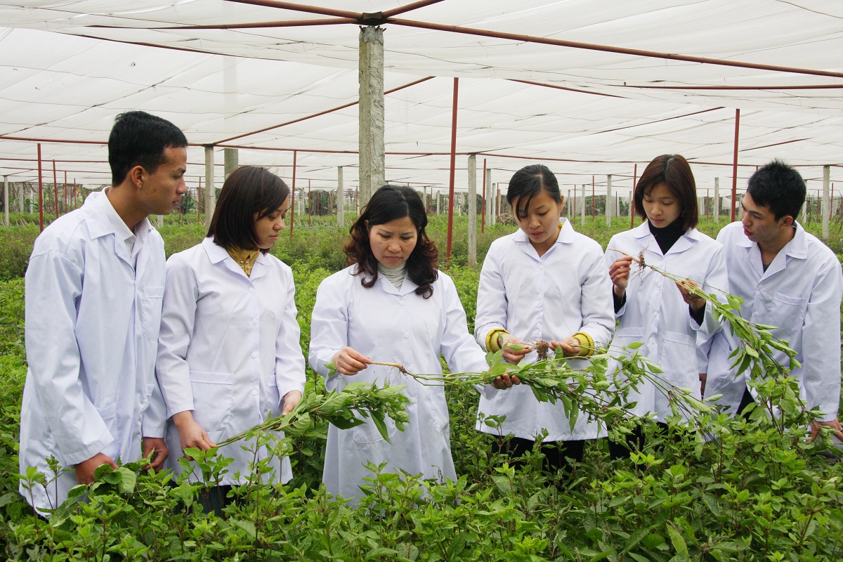 Việt Nam kỳ vọng nhiều vào việc phát triển các vùng trồng thảo dược, nâng tầm các loại cây có giá trị kinh tế cao, hướng đến mục tiêu xuất khẩu.