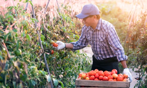 Học hỏi những giải pháp sáng tạo từ một số công ty khởi nghiệp công nghệ nông nghiệp
