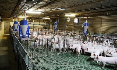 Đẩy mạnh ứng dụng công nghệ hiện đại để giải quyết những bất cập của ngành chăn nuôi