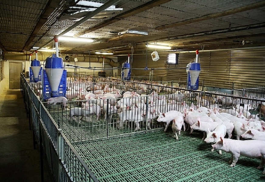 Ngành chăn nuôi của Việt Nam đang phát triển năng động và nhanh chóng, mang lại nhiều cơ hội các nhà đầu tư.