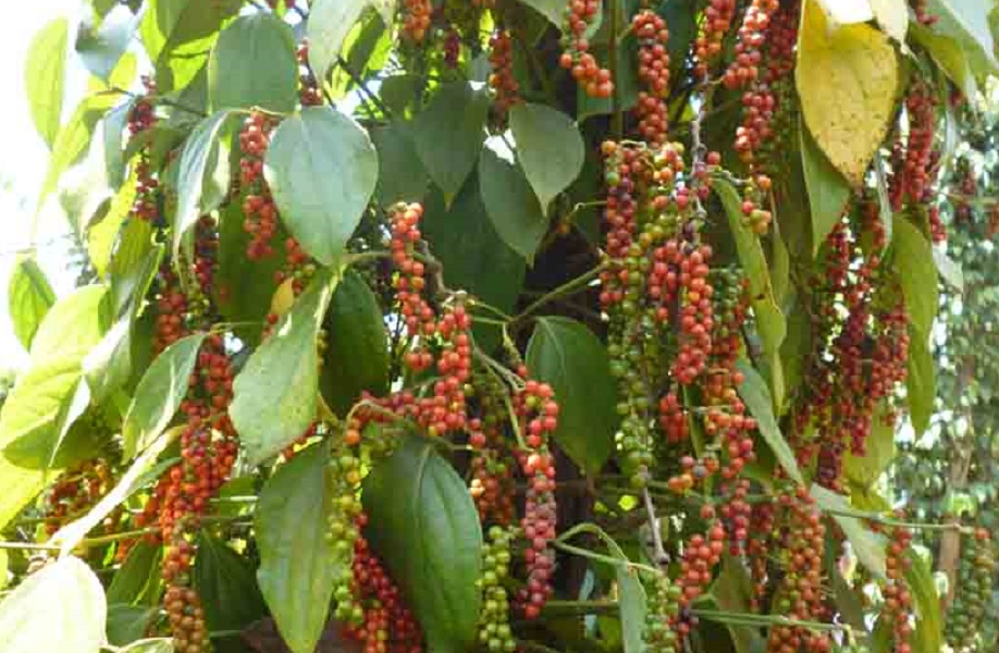 Một số doanh nghiệp thuộc Hiệp hội Hồ tiêu Việt Nam có nguy cơ bị mất các lô hàng xuất khẩu tiêu, quế, hồi, hạt điều sang UAE do gian lận thương mại. Ảnh minh họa.