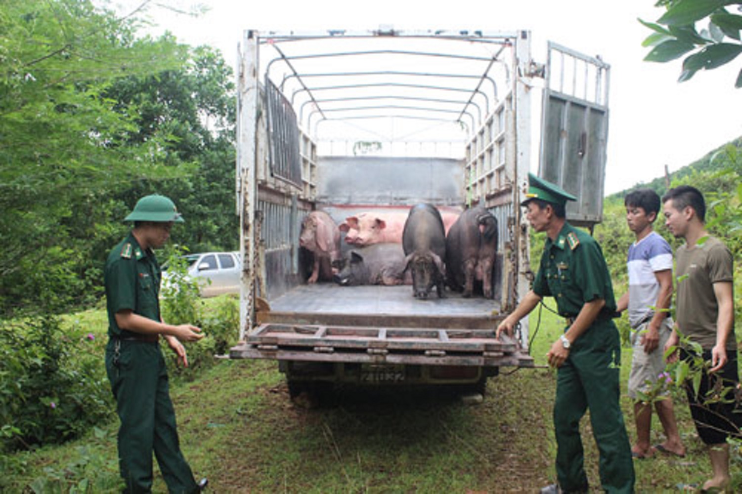 Ngăn chặn, phát hiện và xử lý nghiêm nhập lậu lợn.