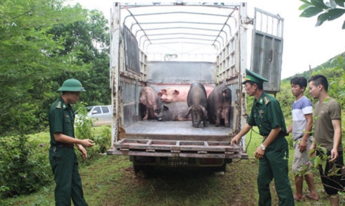 Thủ tướng chỉ đạo lập chuyên án đấu tranh với nhập lậu, vận chuyển trái phép lợn qua biên giới