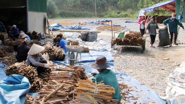 Cần làm gì để phát triển “ra đầu, ra đũa” ngành quế tại Việt Nam 