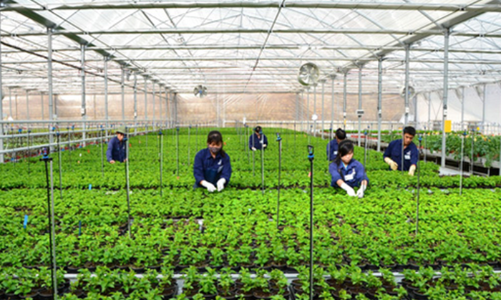 Tuýt còi doanh nghiệp tuyển chọn, thu tiền trái luật đưa lao động thời vụ sang Hàn Quốc 