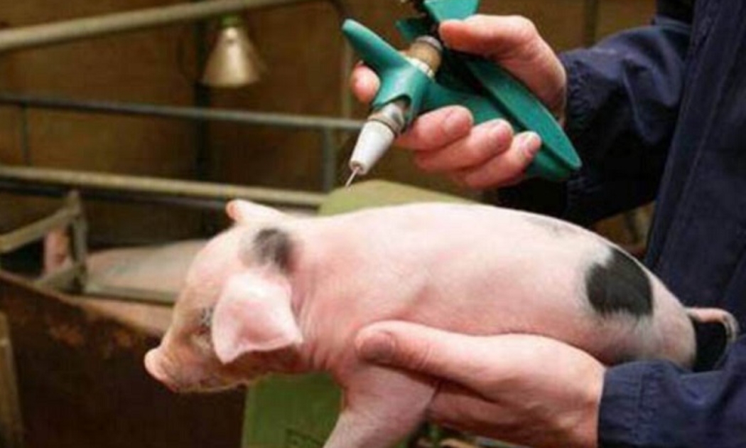 Trong một năm qua, đã có hơn 650.000 liều vaccine dịch tả lợn châu Phi được tiêm phòng cho lợn.