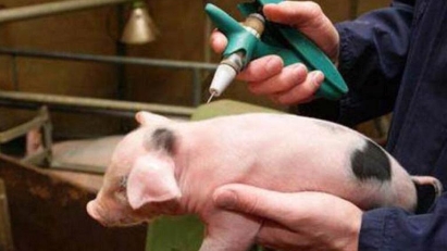2 million doses of local swine fever vaccine to go to Indonesia and Philippines