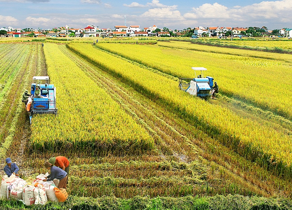Phát triển các vùng sản xuất lúa hàng hóa quy mô lớn, chất lượng cao, đảm bảo mục tiêu sản xuất trên 43 triệu tấn lúa/năm.