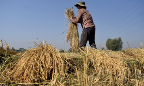 Thị trường gạo thế giới lên cơn sốt vì nhiều nước hạn chế xuất khẩu