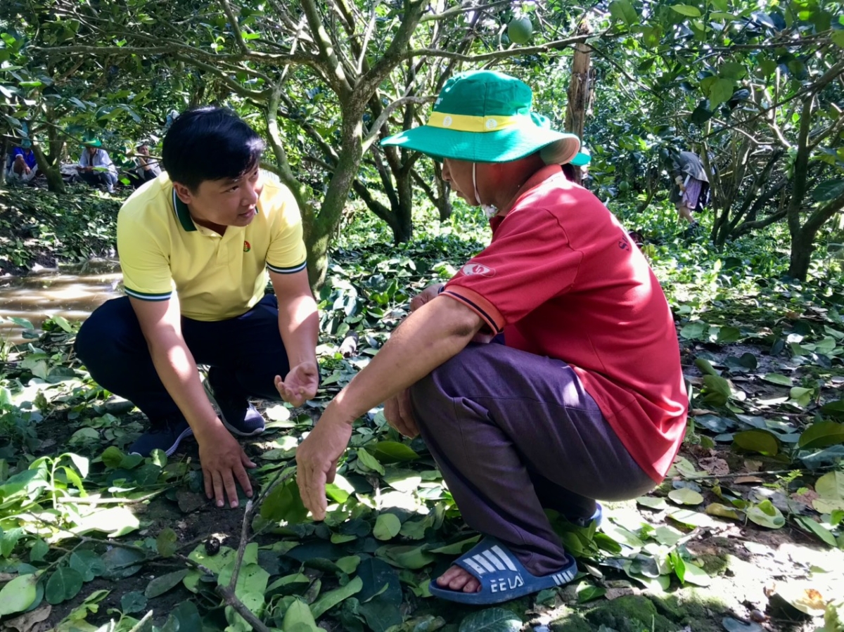 Cán bộ PVCFC tư vấn nông dân kỹ thuật chăm sóc và bón phân cho cây bưởi.