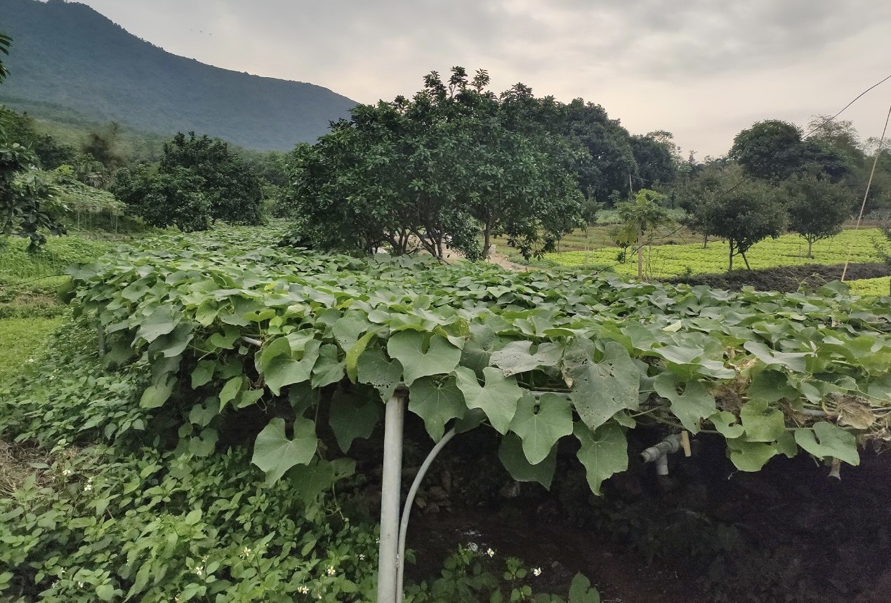 Hệ thống tưới phun mưa tự động được lắp đặt để phục vụ cho nhiều loại rau.