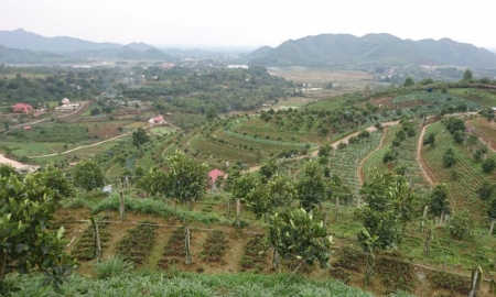 Trang trại rau hữu cơ Hoa viên.
