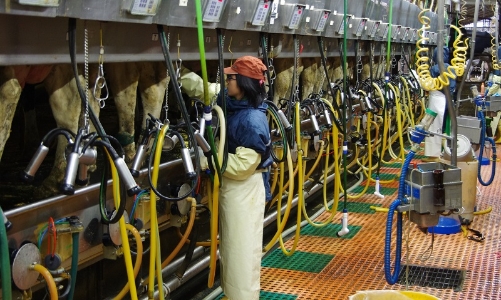 Không được yêu cầu nữ thực tập sinh Việt Nam tại Nhật Bản phải về nước nếu mang thai