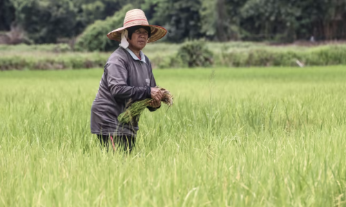 Thị trường gạo Thái Lan chao đảo vì lệnh hạn chế xuất khẩu của Ấn Độ