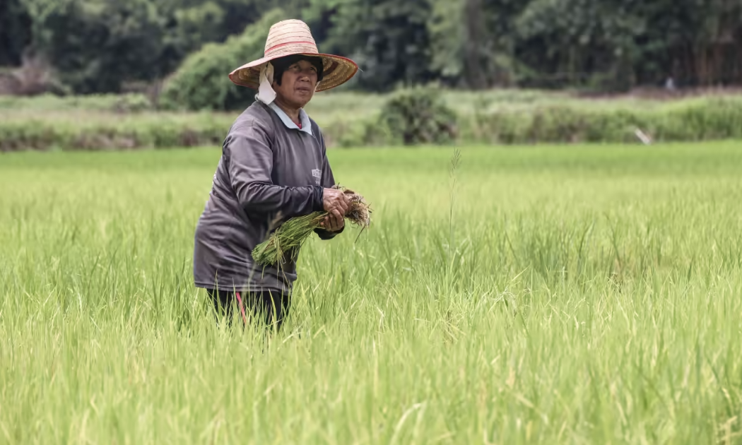 Một nông dân Thái Lan trên ruộng lúa - Ảnh: Nikkei.