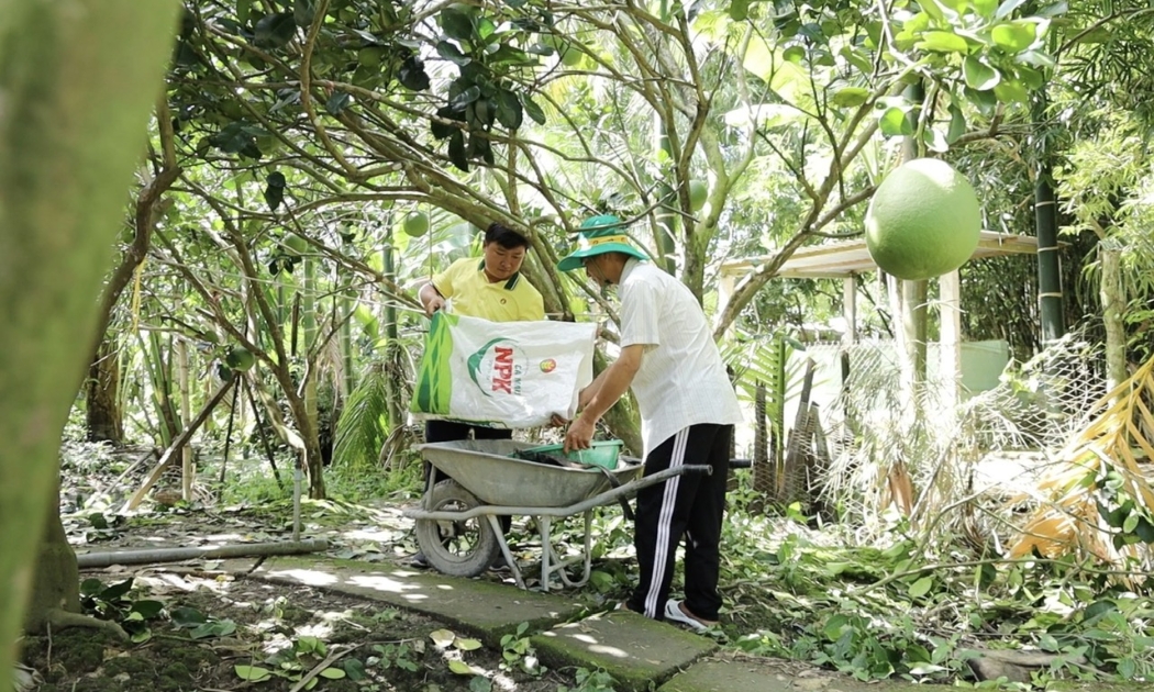 Cán bộ kỹ thuật phân bón Cà Mau luôn đồng hành cùng bà con trong từng giai đoạn phát triển của vườn cây.