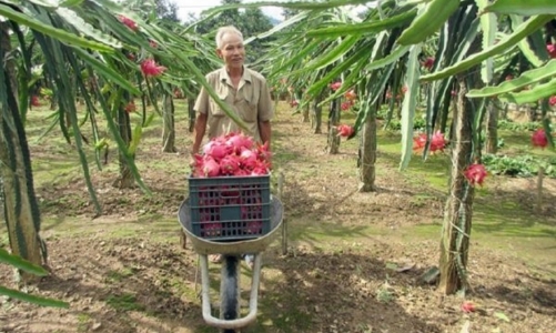 Lần đầu tiên Việt Nam có hệ thống truy xuất “dấu chân” trái thanh long