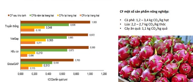 Dấu vết carbon trong sản xuất thanh long
