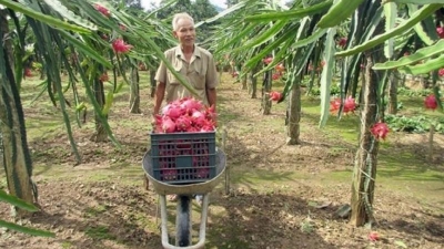 First e-traceability system launched to track origin and carbon emissions in dragon fruit growing