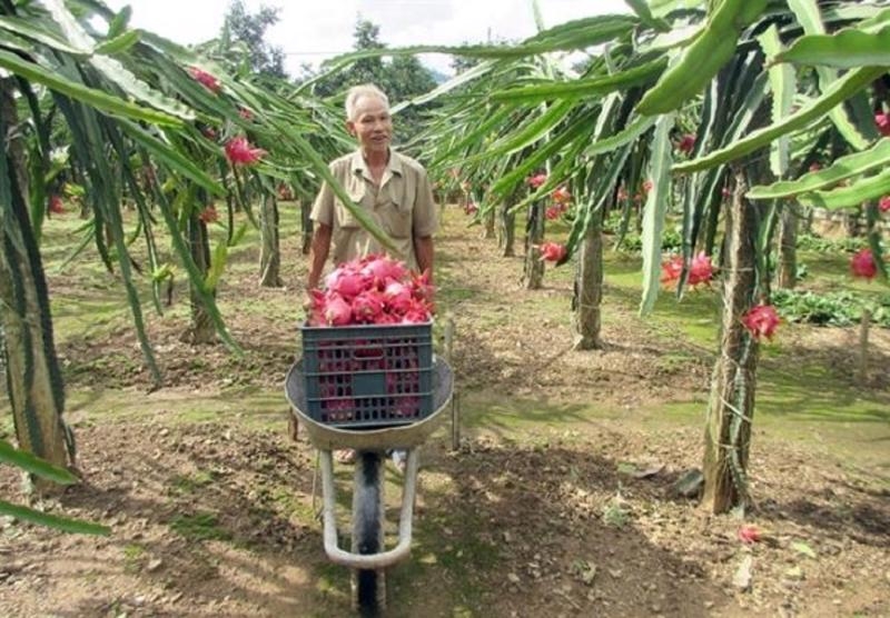 First e-traceability system launched to track origin and carbon emissions in dragon fruit growing