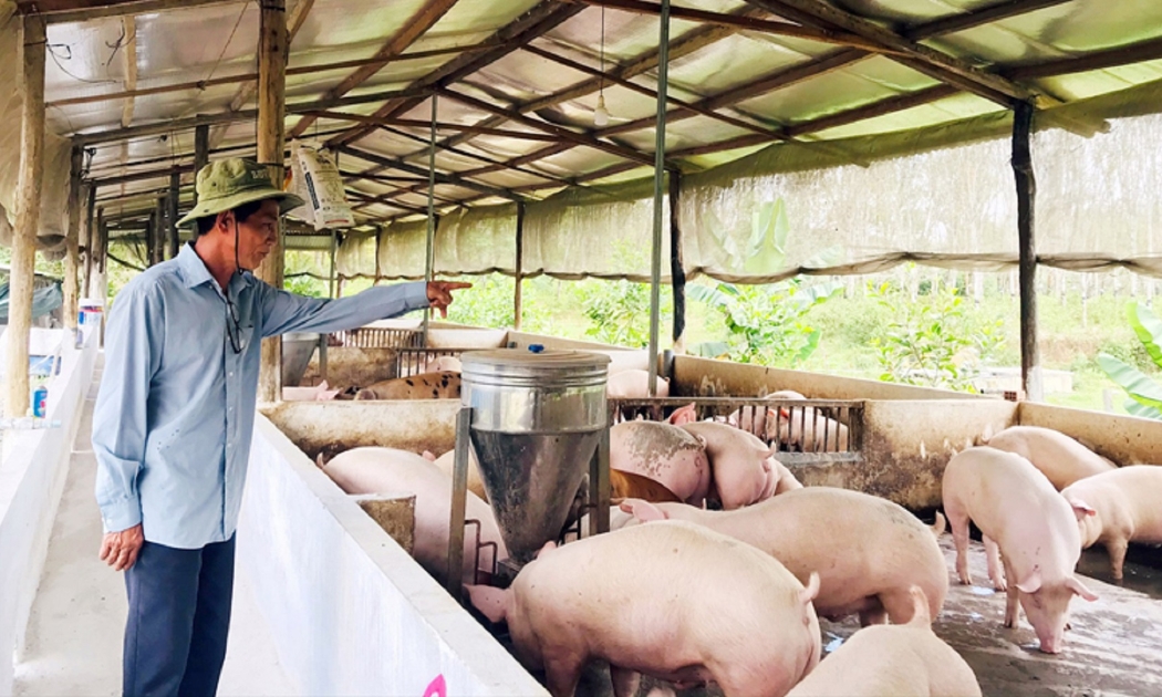 Chăn nuôi phải đảm bảo an toàn dịch bệnh.