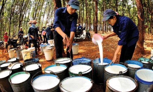 Giá cao su dự báo hồi phục mạnh, triển vọng nào cho cổ phiếu ngành này? 