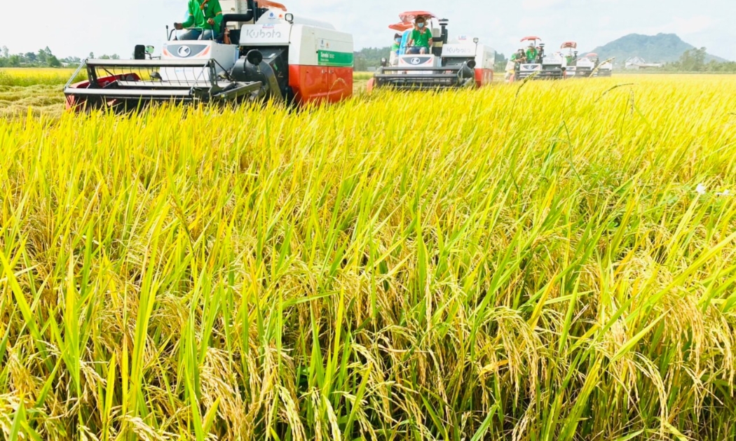 Doanh nghiệp tổ chức sản xuất lúa, thu mua lúa, và sản xuất gạo xuất khẩu cần vốn lớn và phải ứng trước cho nông dân.