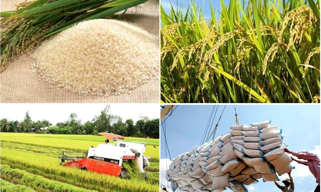Tăng cường tổ chức sản xuất, xuất khẩu gạo theo chuỗi liên kết.