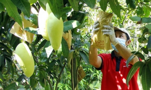 Tăng cường quản lý và giám sát mã số vùng trồng, đóng gói nông sản xuất khẩu