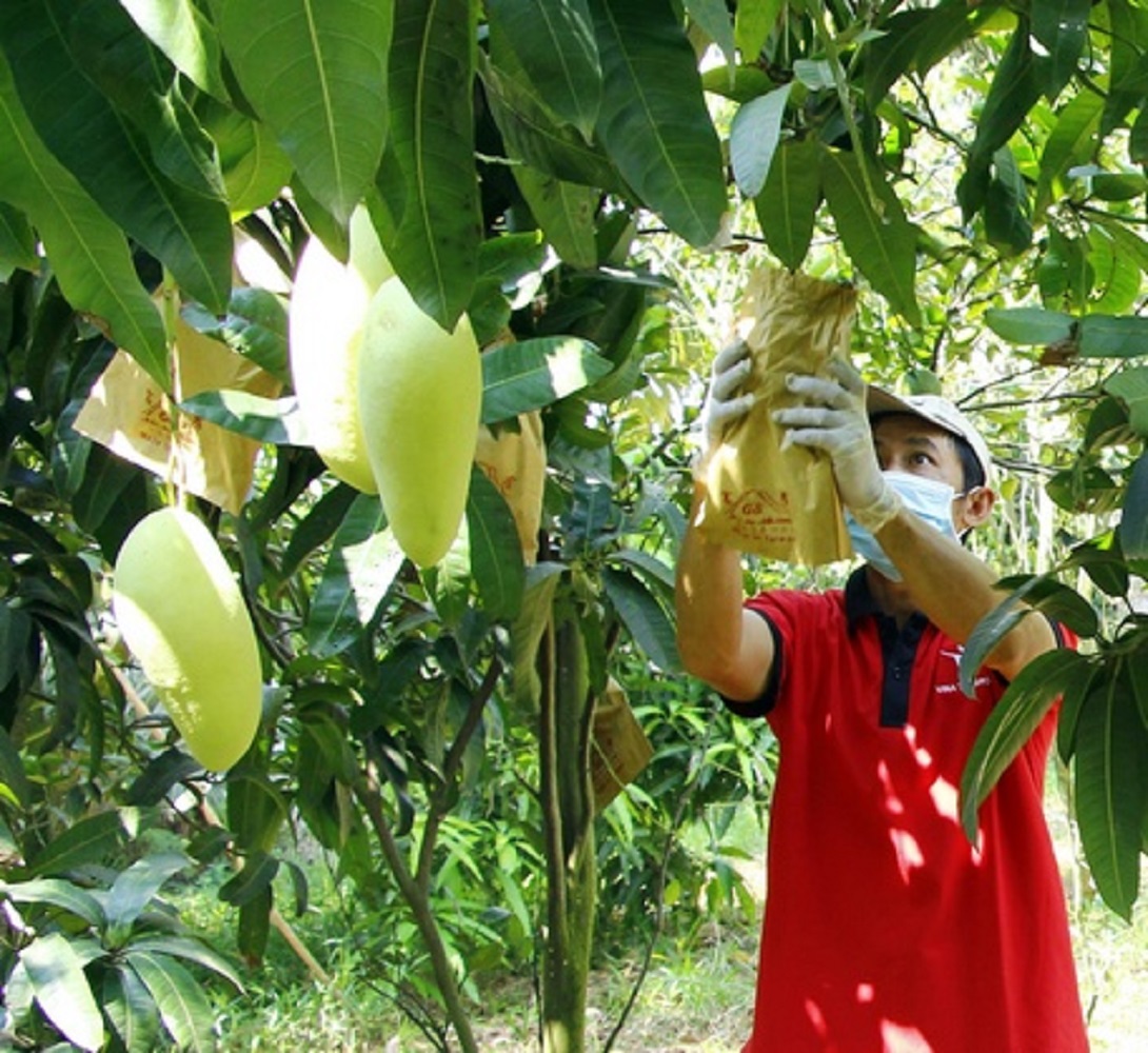 Phải có mã số vùng trồng, trái cây mới đươc xuất khẩu chính ngạch.