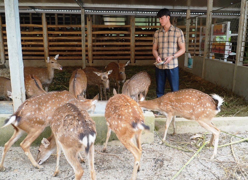 Thanh niên 9X khởi nghiệp thành công với mô hình nuôi hươu sao.