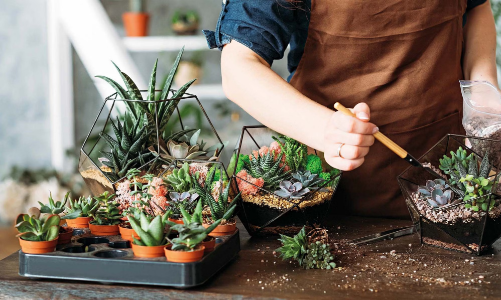 Terrarium: Đưa một “bầu khí quyển” mini vào trong căn hộ